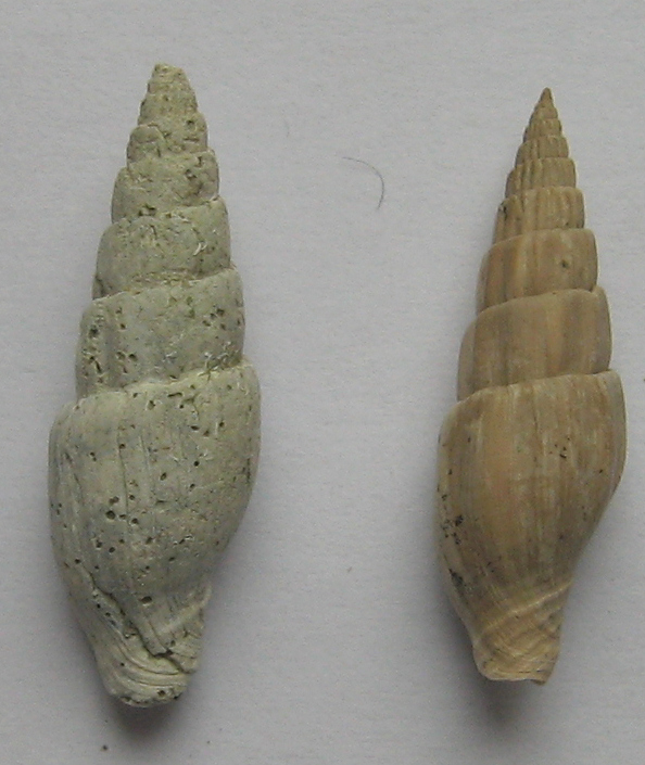 vexillum ebenus